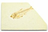 Bargain, Fossil Fish (Diplomystus) - Wyoming #372319-1